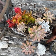 多肉植物と飾るためのベンチなどの画像