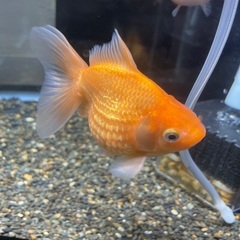 ピンポンパール　約10㎝　国内産の画像