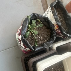 園芸用の土　の画像