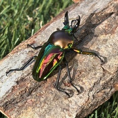 ニジイロクワガタ（ツノ短い）オスの画像