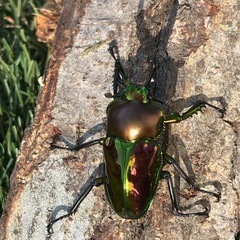 ニジイロクワガタ（ツノ短い）オスの画像