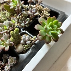 多肉植物の画像