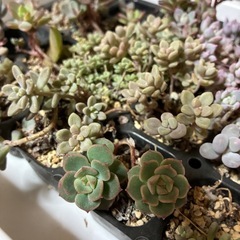 多肉植物の画像