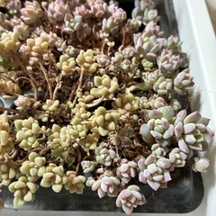 多肉植物の画像