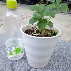 クリスマスローズ　ピンク　苗🪴の画像