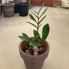 🌱ザミオクルカス　金銭樹　ミニの画像