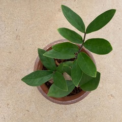 🌱ザミオクルカス　金銭樹　ミニの画像