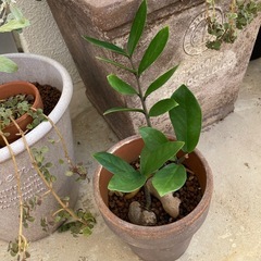 🌱ザミオクルカス　金銭樹　ミニの画像