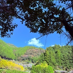 (取引中)高知県物部産 実生の柚子100% 約一升の画像