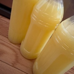 (取引中)高知県物部産 実生の柚子100% 約一升の画像