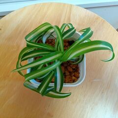 手渡し限定：オリヅルラン子株、ボニー 7.5㎝ポット 観葉植物 現品渡し：伊東市の画像