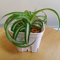 手渡し限定：オリヅルラン子株、ボニー 7.5㎝ポット 観葉植物 現品渡し：伊東市の画像