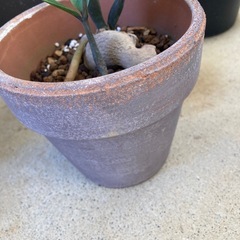 🌱ザミオクルカス　金銭樹　ミニの画像