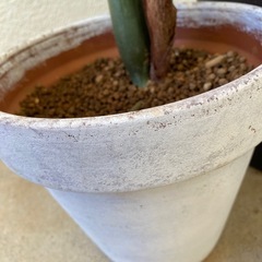 🌱ザミオクルカス　金銭樹の画像