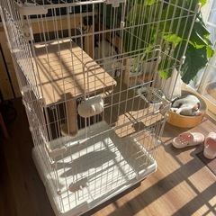 超美品猫ゲージの画像