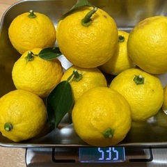 ②柚子(一才柚子)の画像