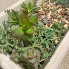 多肉植物 プランターの画像