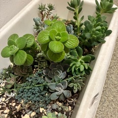 多肉植物 プランターの画像