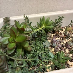 多肉植物 プランターの画像