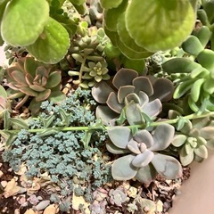 多肉植物 プランターの画像