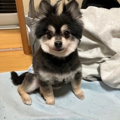 ポメラニアン　オス　