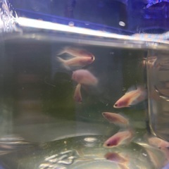 稚魚ベタ　2cm 1匹100円　自家繁殖の画像