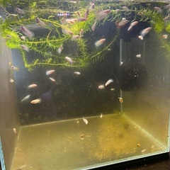 稚魚ベタ　2cm 1匹100円　自家繁殖の画像