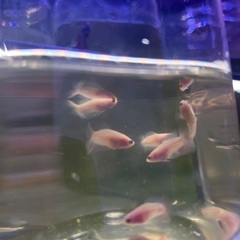 稚魚ベタ　2cm 1匹100円　自家繁殖の画像