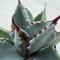 アガベ　キュービック苗の画像