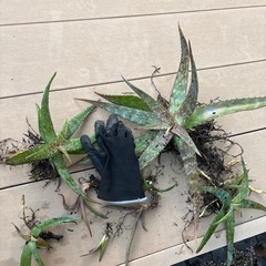 アロエ 抜き苗の画像