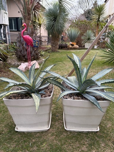 アガベ　アメリカーナ　縞斑　2株セット