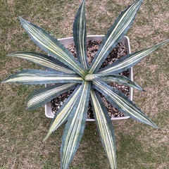 アガベ　アメリカーナ　縞斑　2株セットの画像