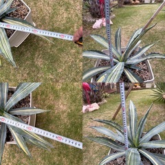 アガベ　アメリカーナ　縞斑　2株セットの画像