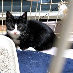 子猫1.5か月白黒八割れ足に白足袋をはいています。