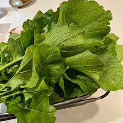 カブの葉っぱの画像