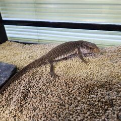 サバンナモニター2匹（性別不明）