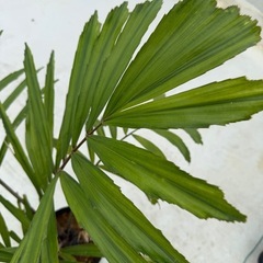 クロツグ　ヤシの画像