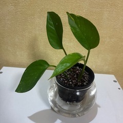 ハイドロカルチャー　ポトスゴールデン　観葉植物　の画像