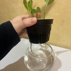 ハイドロカルチャー　ポトスゴールデン　観葉植物　の画像