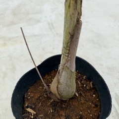 ヒマラヤ　クジャクヤシの画像