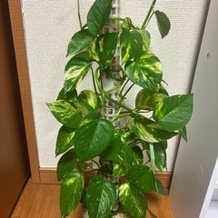 ハイドロカルチャー　ポトスゴールデン　観葉植物　の画像