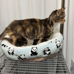 11月30日🌸✨すみれペットクリニック様でメインクーン🐈の譲渡会