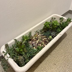 多肉植物 プランターの画像