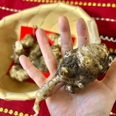 菊芋収穫体験（採れた分だけご購入の畑スーパー！）の画像