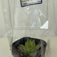 多肉植物　ハオルチア　宝草錦　シンビフォルミスの画像