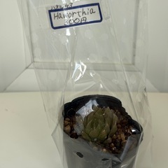 多肉植物 ハオルチアの画像