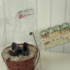 激レア 多肉植物 重ね扇　特別価格にて出品中の画像