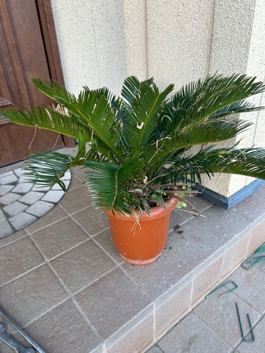 ソテツ　値下げあり