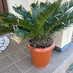 ソテツ　の画像