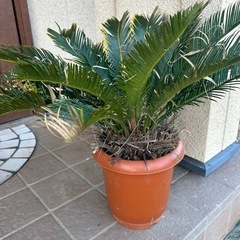 ソテツ　の画像